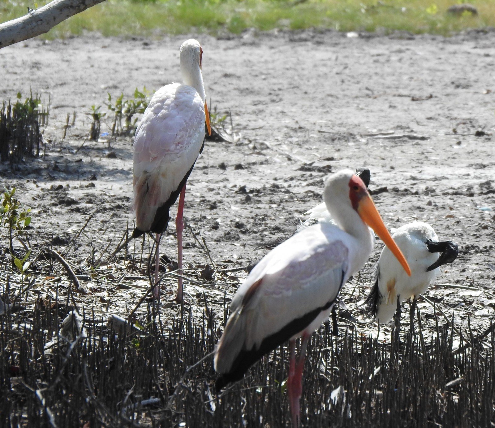 14 Days bird watching