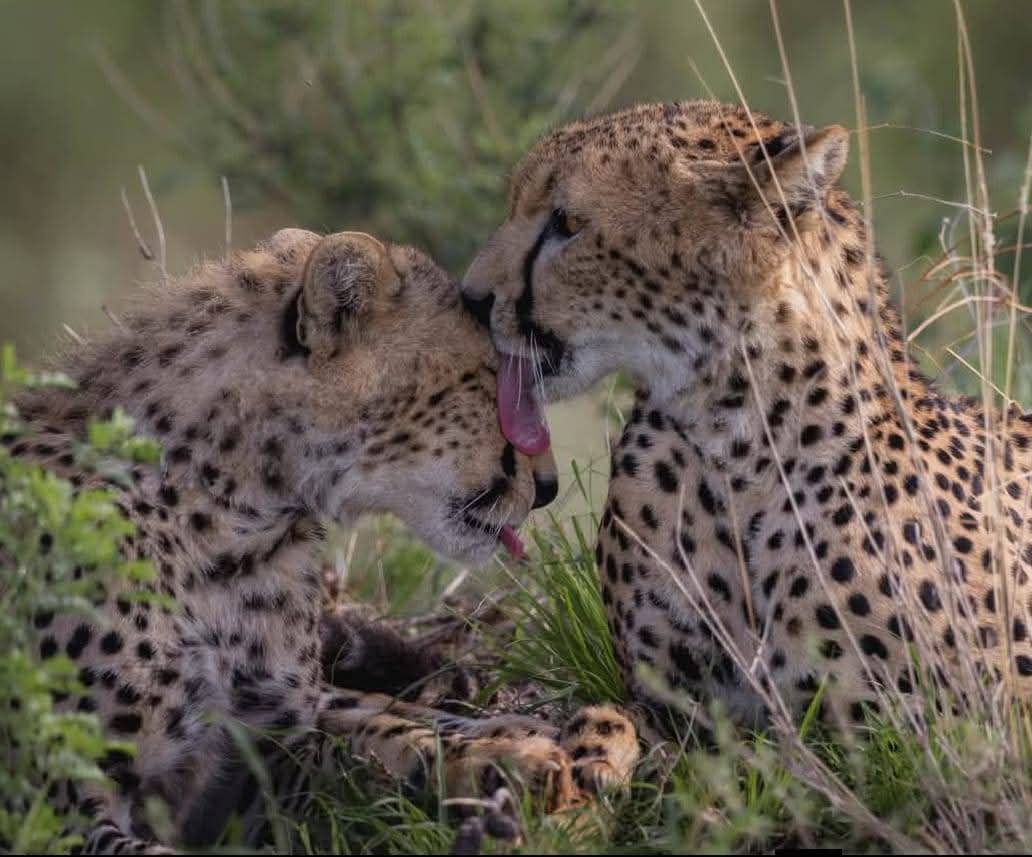 A rare and heartwarming moment as a cheetah shows affection and care to its mate capturing a beautiful display of connection and companionship in the wild.