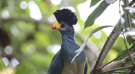 Bird watching in kenya is Proof that nature doesnt do ordinary...a rare beauty painted by nature itself,
