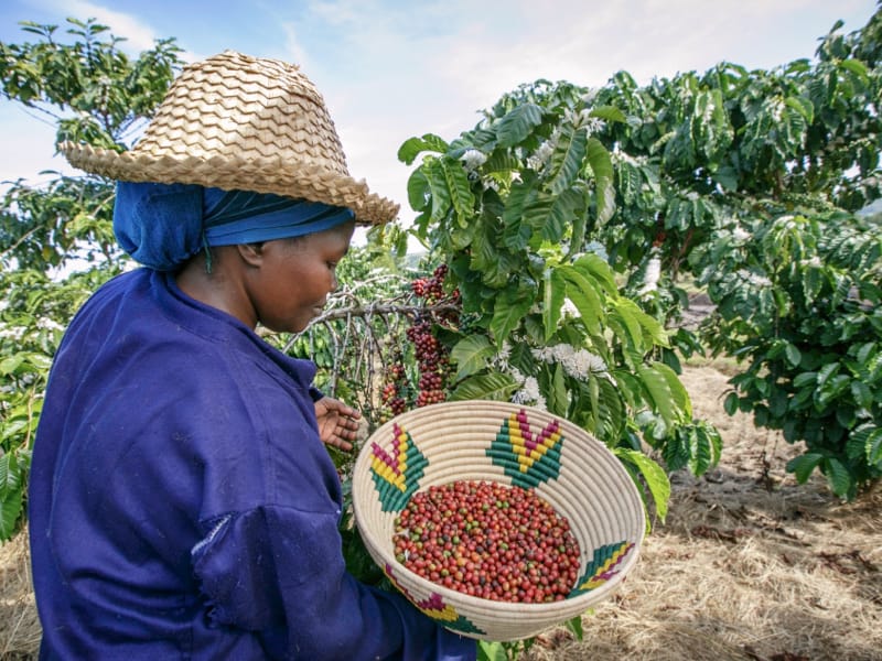 From her hands to your cup- every bean has a story,her dedication meets every drop of flavour